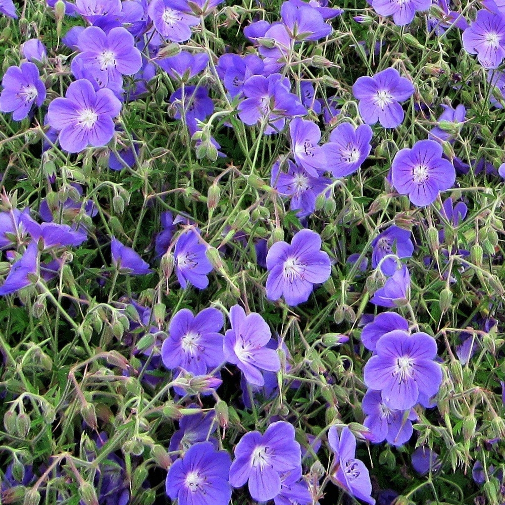 Geranium 'Brookside'